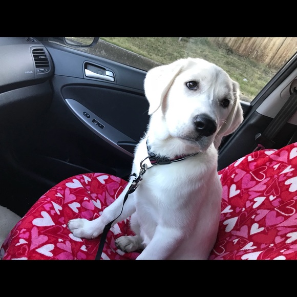 Meet your Posher, Caleb - Picture 1 of 1